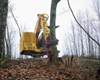 Tracked Feller Buncher grabbing a tree